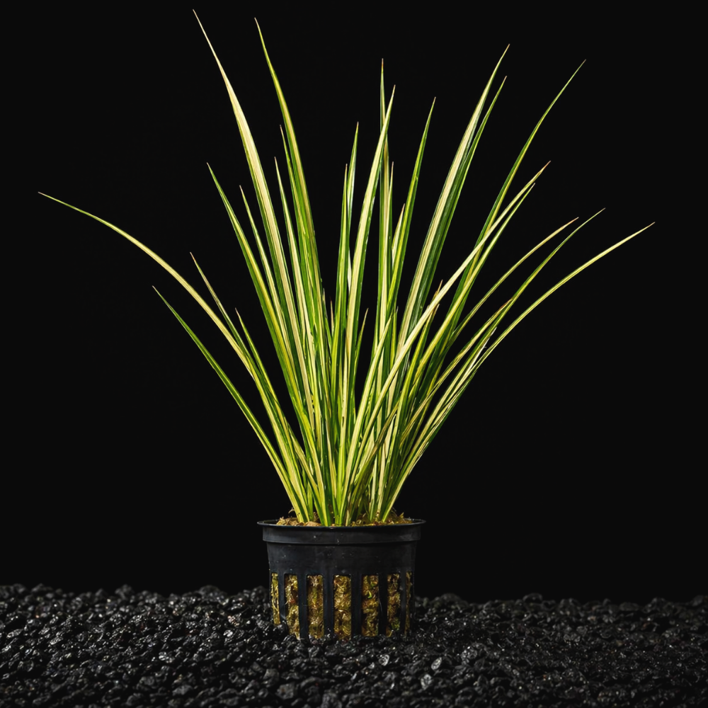 Sweet Flag Grass in a black pot on black gravel