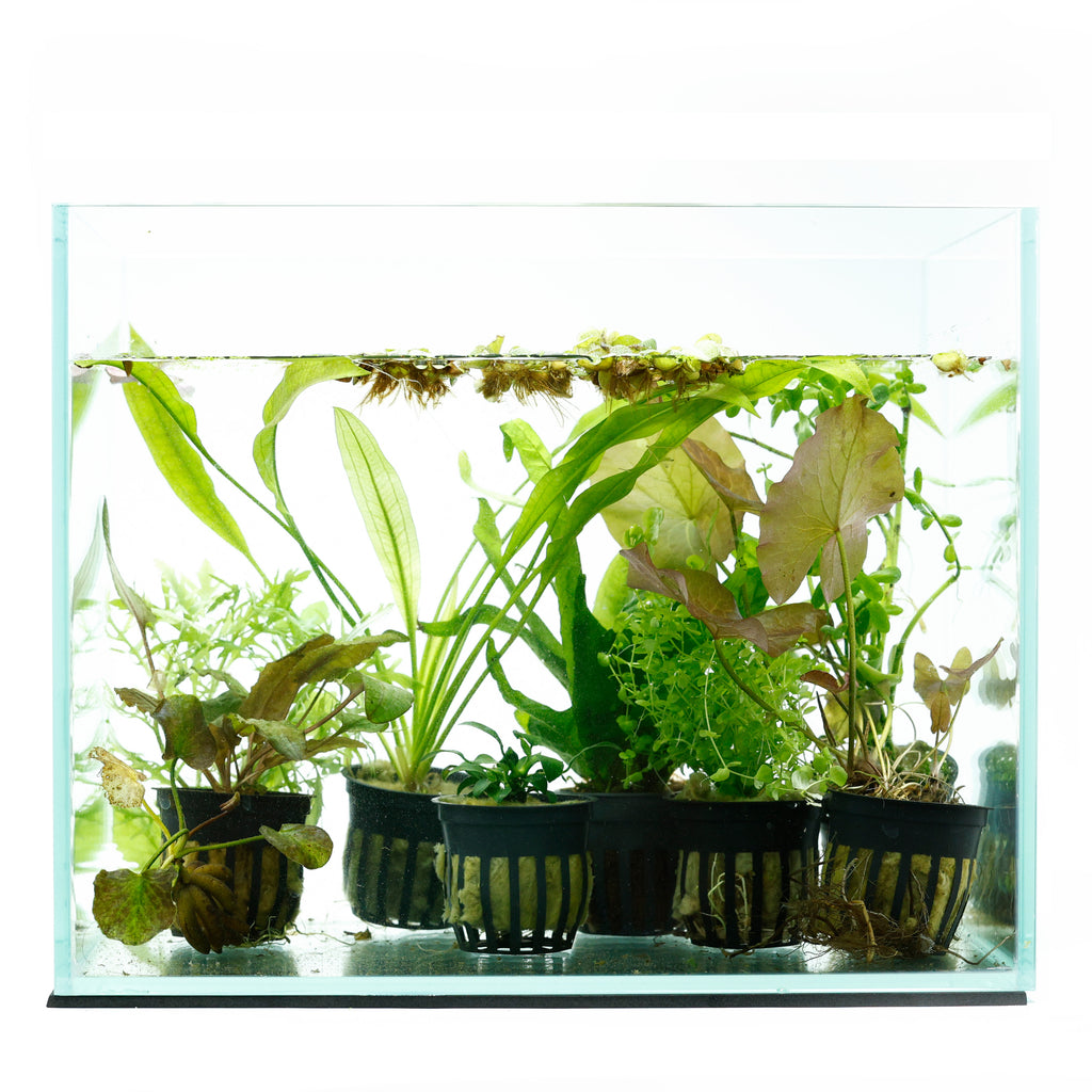Foreground Beginner Bundle Pack of 3 Pots - Live Aquarium Plants