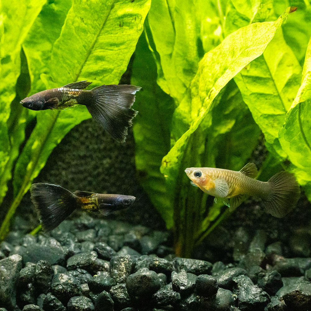 Three Black Metal Guppy fish swimming in an aquarium with green plants and black gravel.