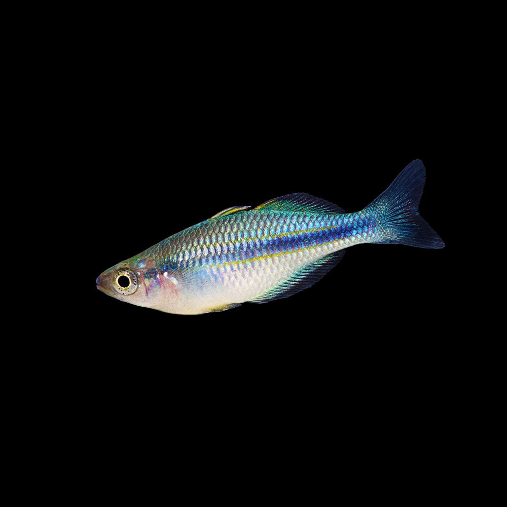 Turquoise Color Fish Turquoise Rainbowfish | Melanotaenia lacustris