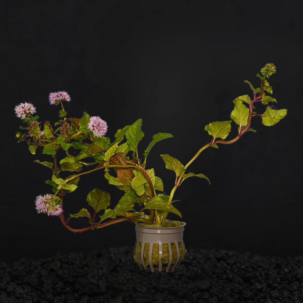 Water Mint | Mentha Aquatica