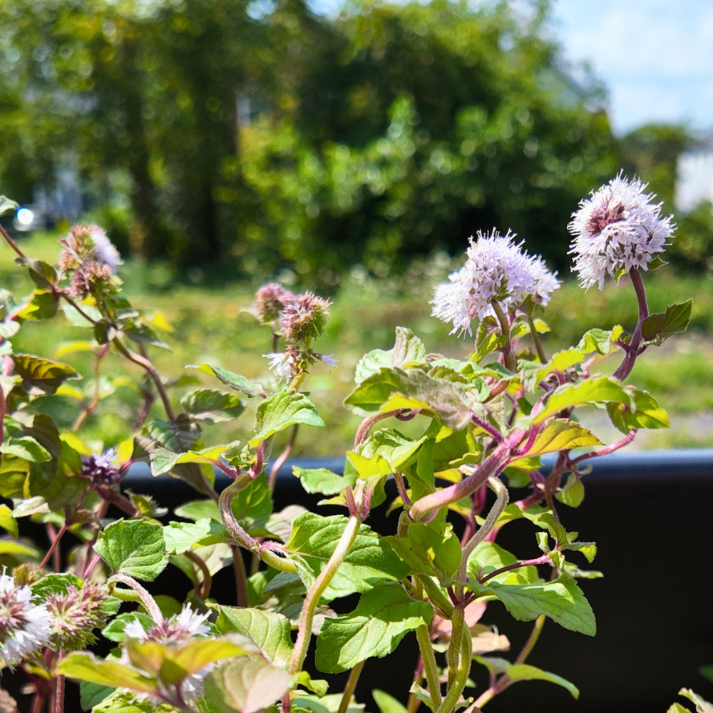 water mint plants with green leaves and clusters of pale flowers growing outdoors in a planter, with a blurred green garden background
