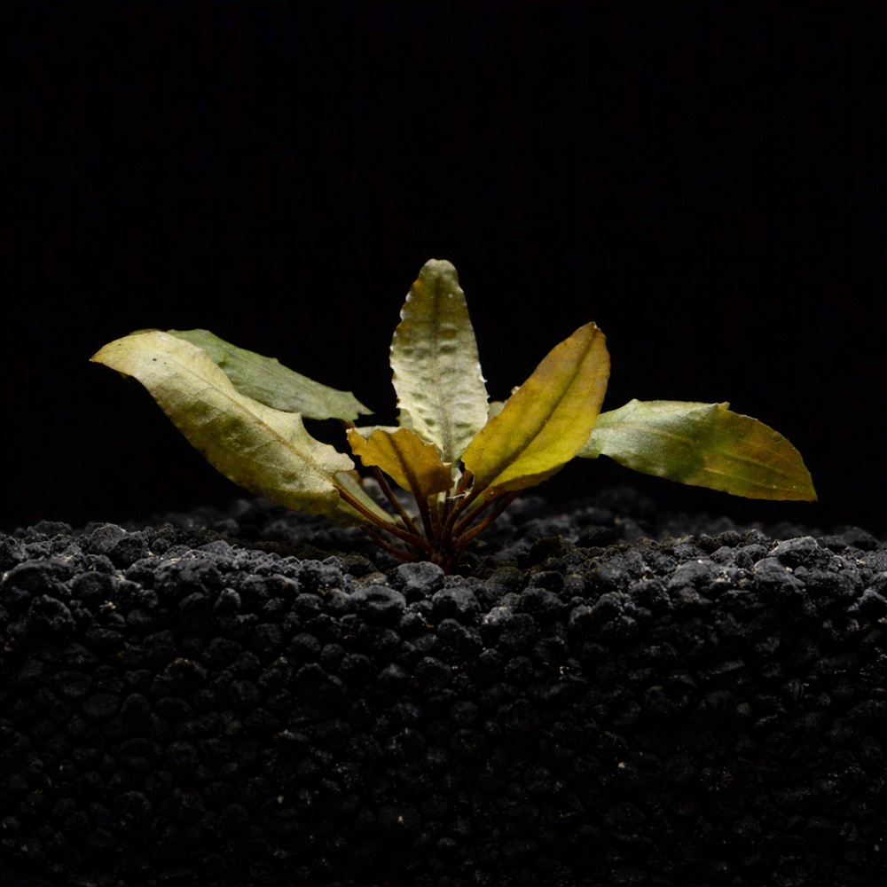 Cryptocoryne Wendtii 'Tropica'