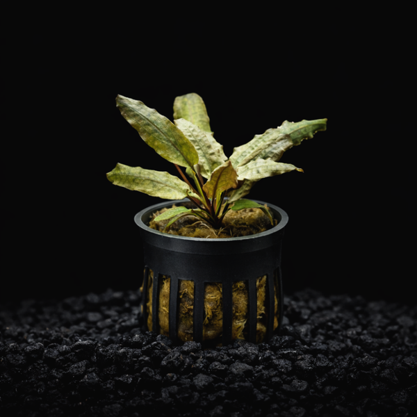Crypt Wendtii Tropica