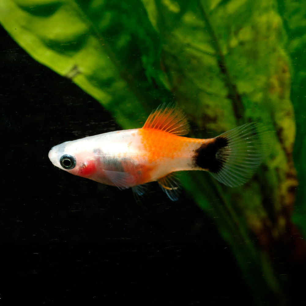 White Mickey Mouse Platy | Xiphophorus maculatus