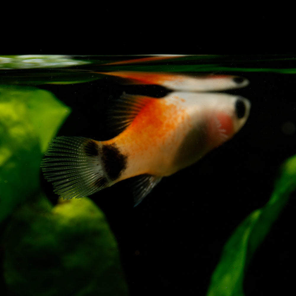 White Mickey Mouse Platy | Xiphophorus maculatus
