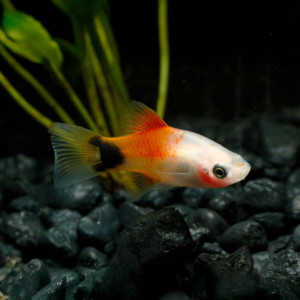 White Mickey Mouse Platy | Xiphophorus maculatus