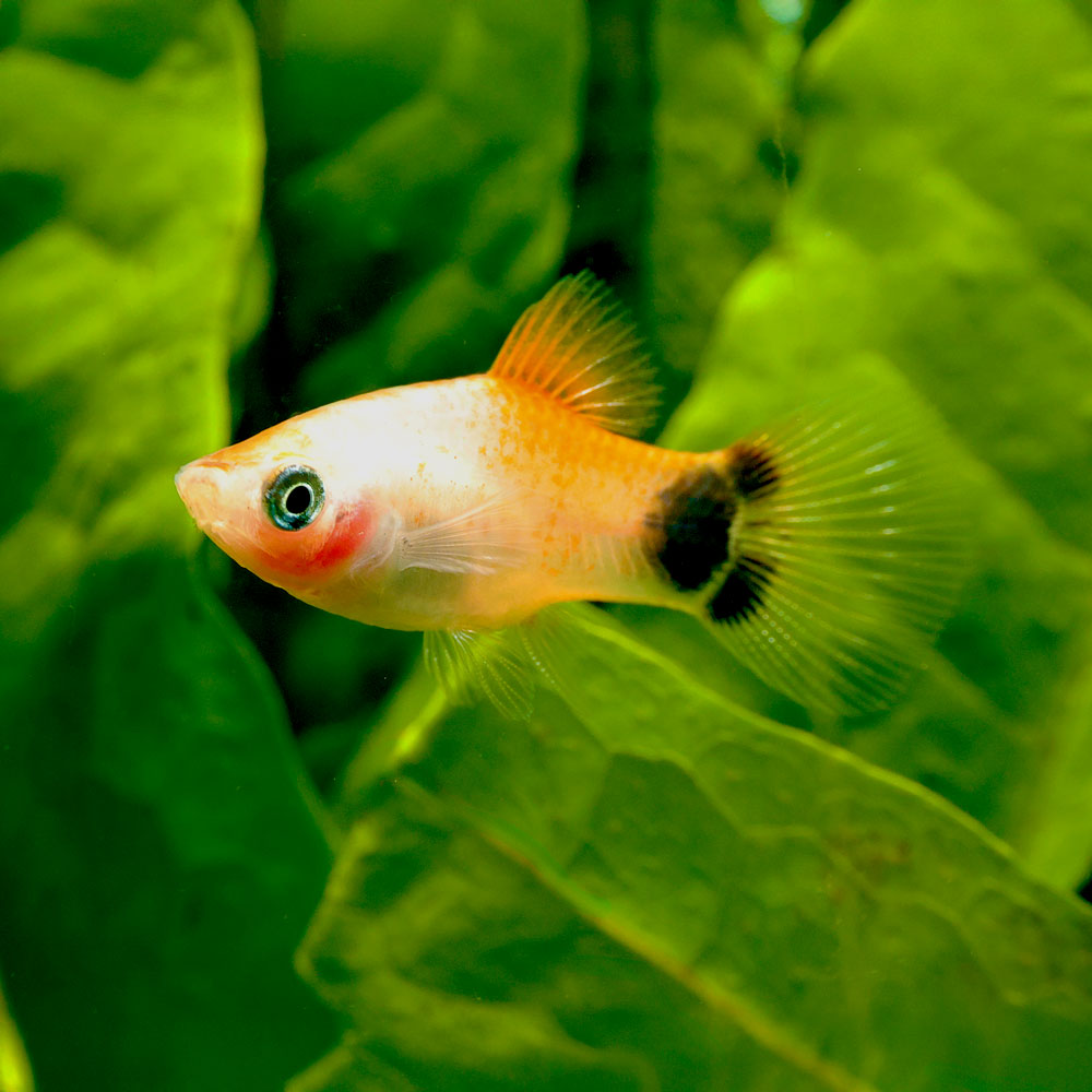 White Mickey Mouse Platy