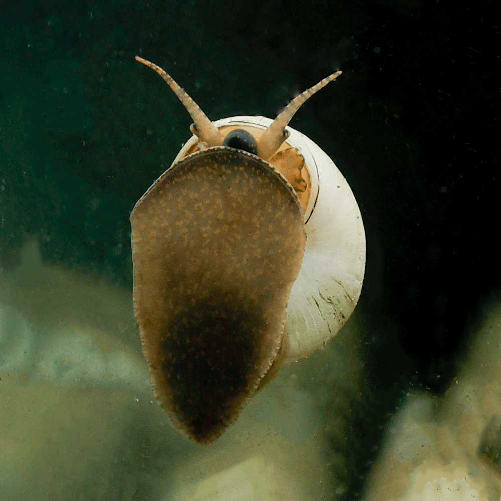 3 White Wizard Snail | Filopaludina martensi
