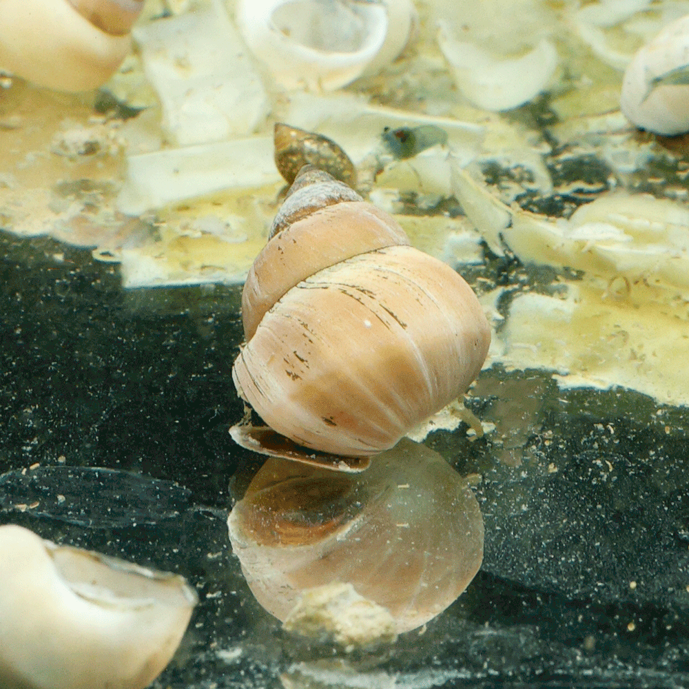 3 White Wizard Snail | Filopaludina martensi