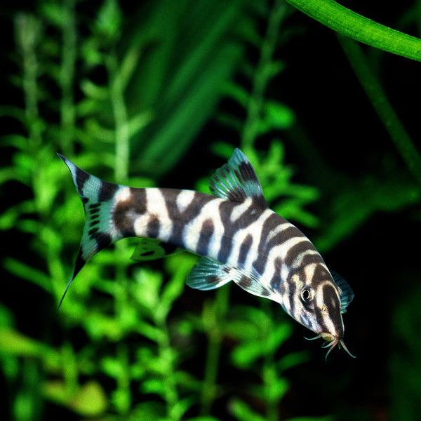 Yo-Yo Loaches: Playful Freshwater Oddballs - Flip Aquatics