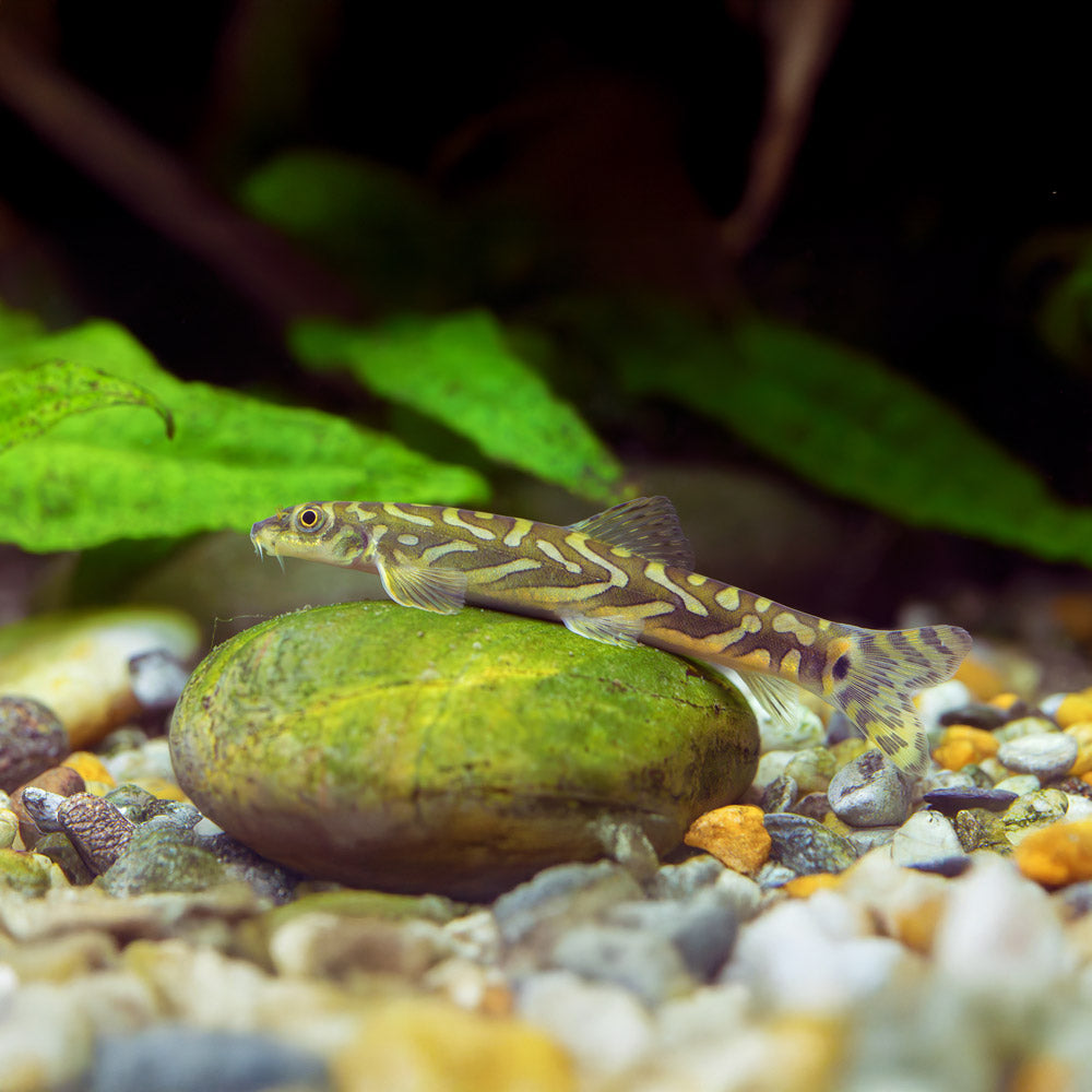 Zodiac Loach | Mesonoemacheilus triangularis.