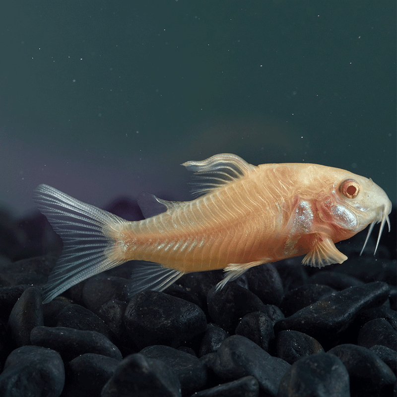 Corydoras - Flip Aquatics