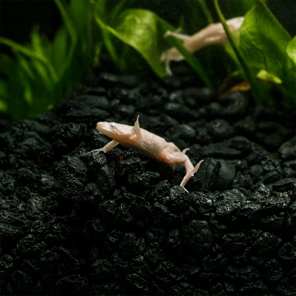 Albino African Dwarf From on dark substrate with green plants in the background