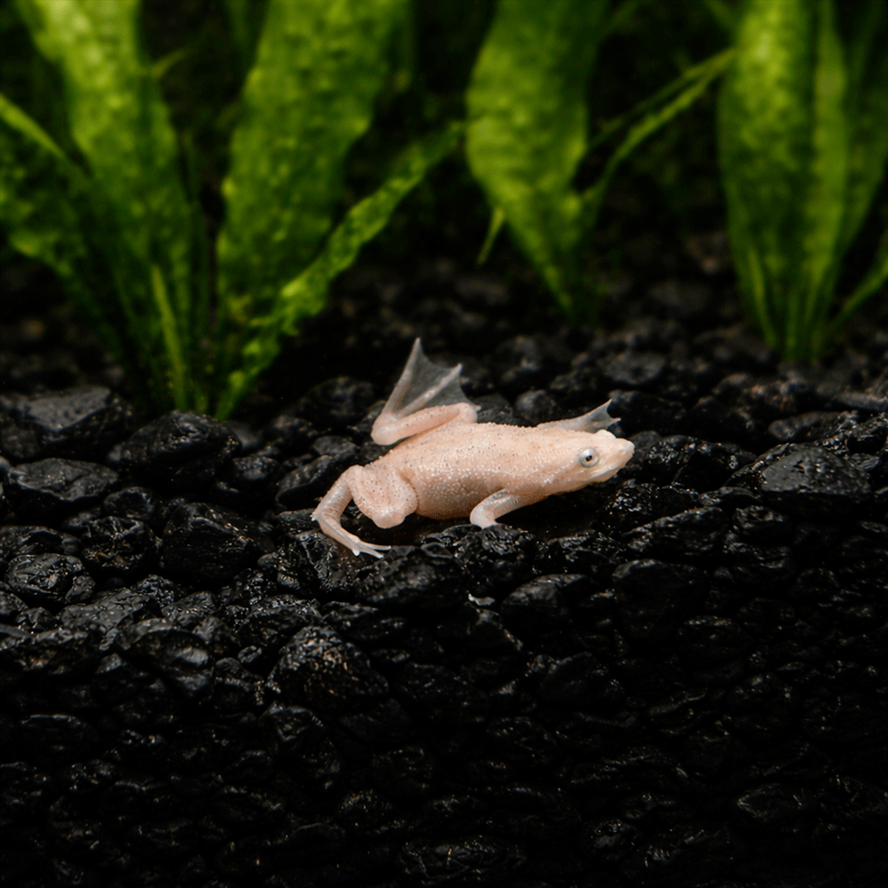 Albino African Dwarf Frog on a dark substrate with green plants in the background