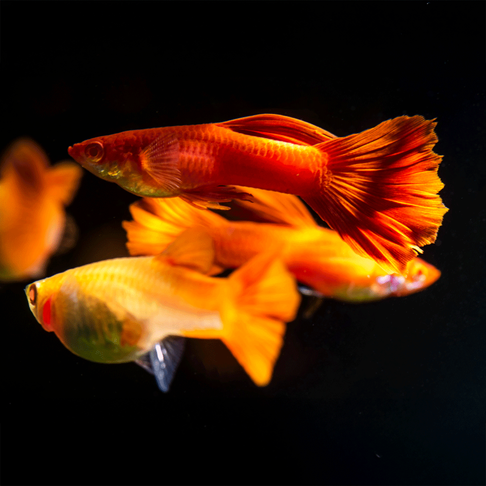 Full Red Guppy | Poecilia Reticulatus