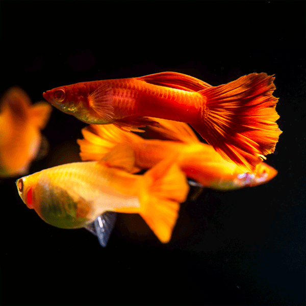 Red Guppy For Sale Online | Shop Freshwater Red Guppy Fish