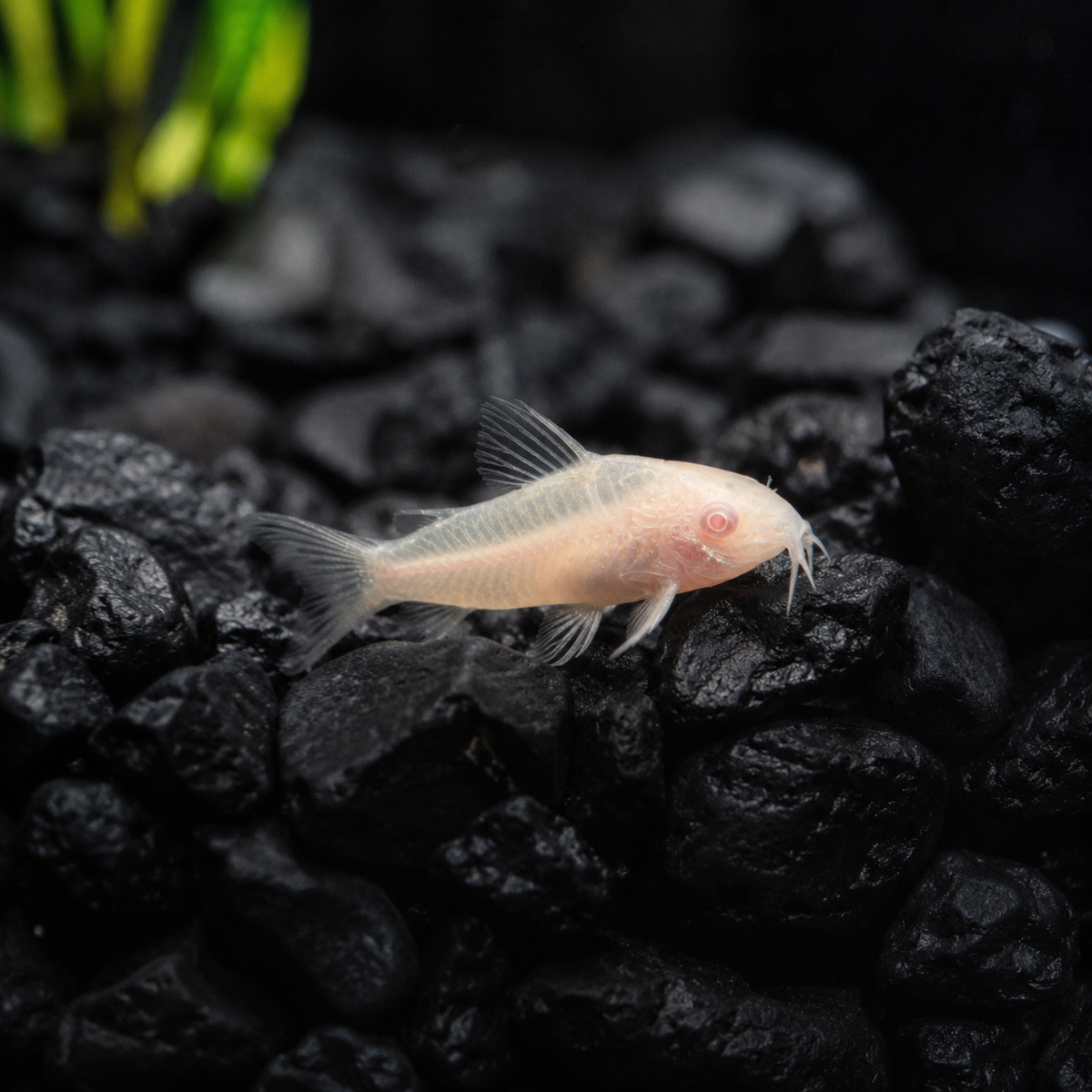 albino pygmy cory in an aquarium setting with dark gravel and plants