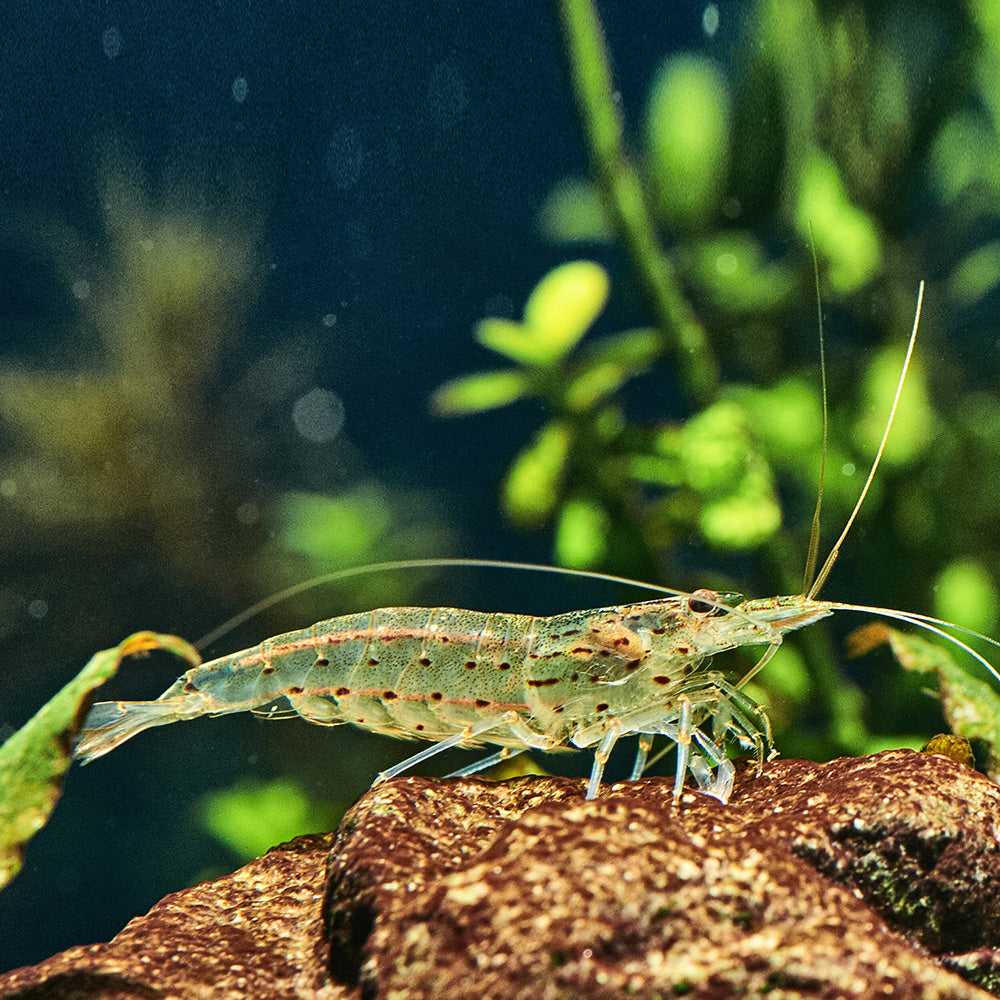 Amano Shrimp for Sale | Buy 5 or 10 Pack of Amano Shrimp - Flip