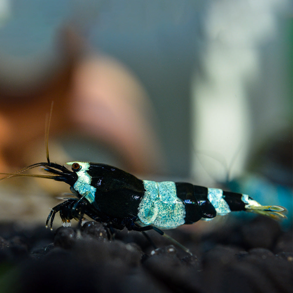 Shadow Panda / King Kong Shrimp