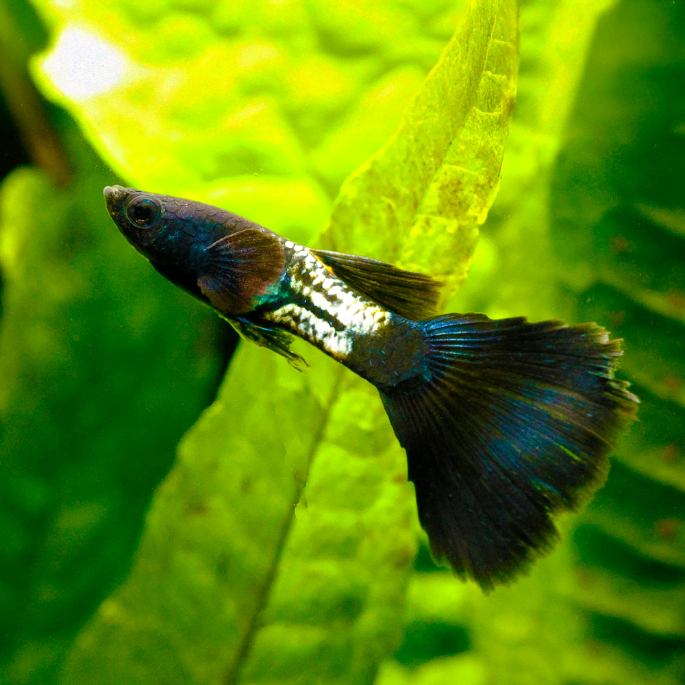 Black Metal Guppy