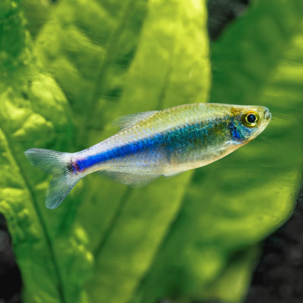 Cochu's Blue Tetra