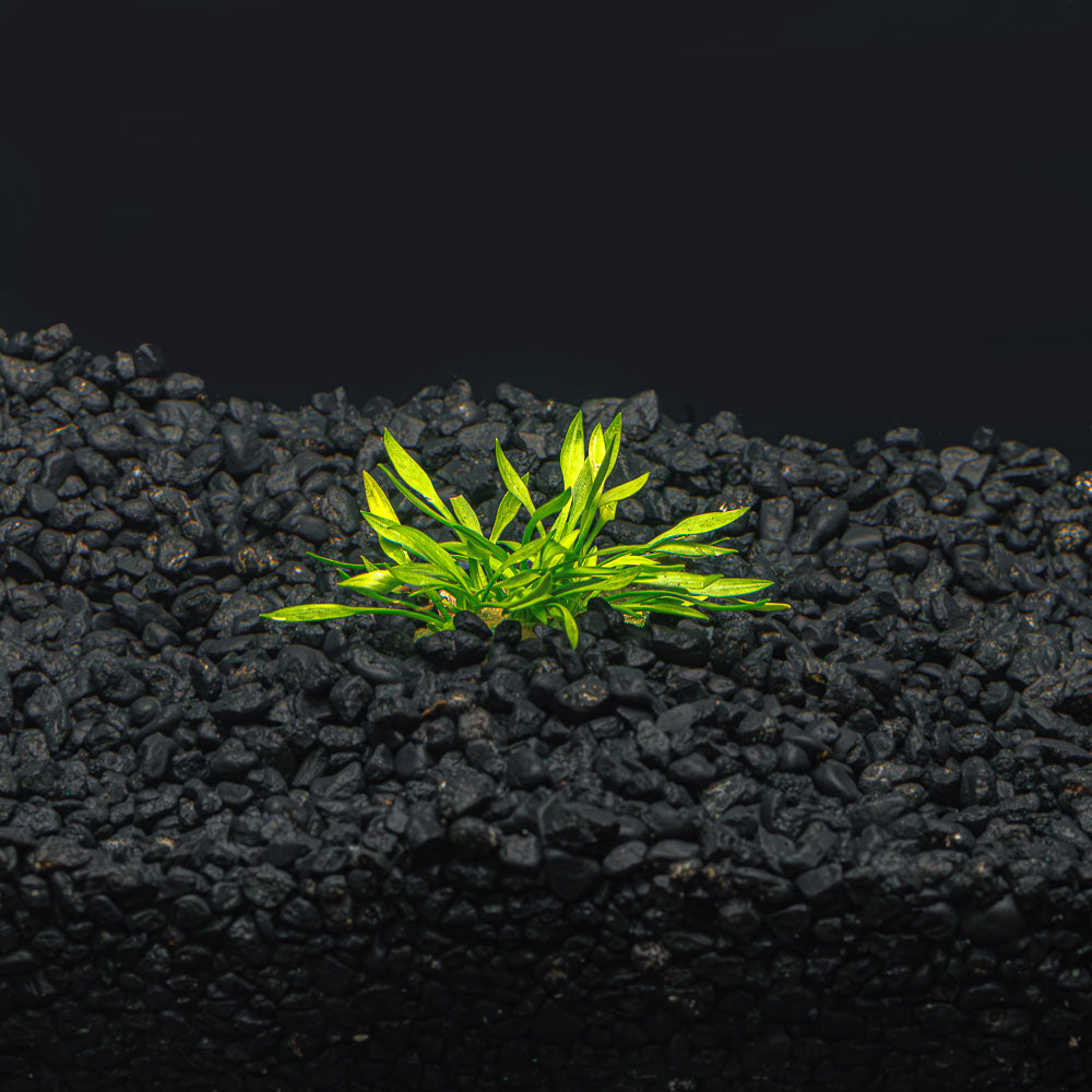 AZ‼️ cryptocoryne \"Diamond Line\"クリプトコリネ Cryptocoryne Haerteliana Affinis Plant | Arizona Aquatic Gardens