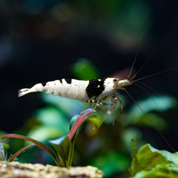 Crystal Shrimp Starter Pack | Crystal Shrimp for Sale