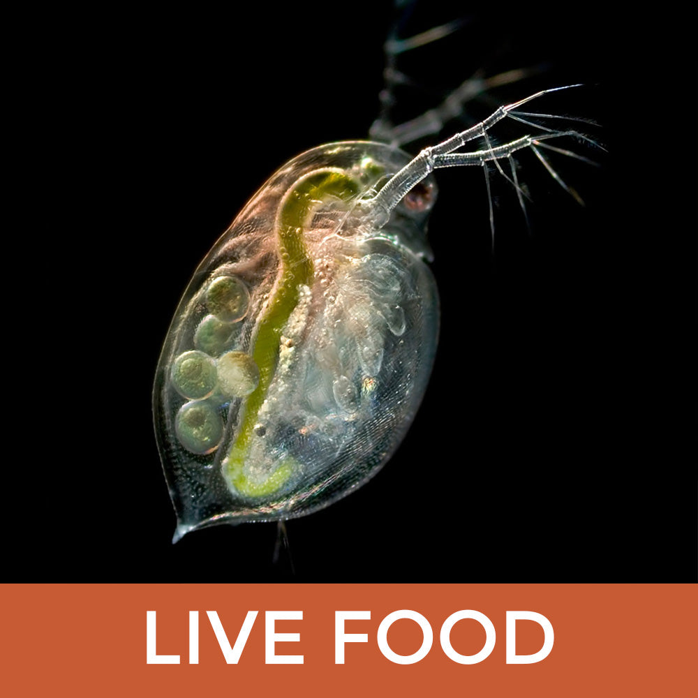 Daphnia Culture - Live Food for Nano Fish or Fry - Flip Aquatics
