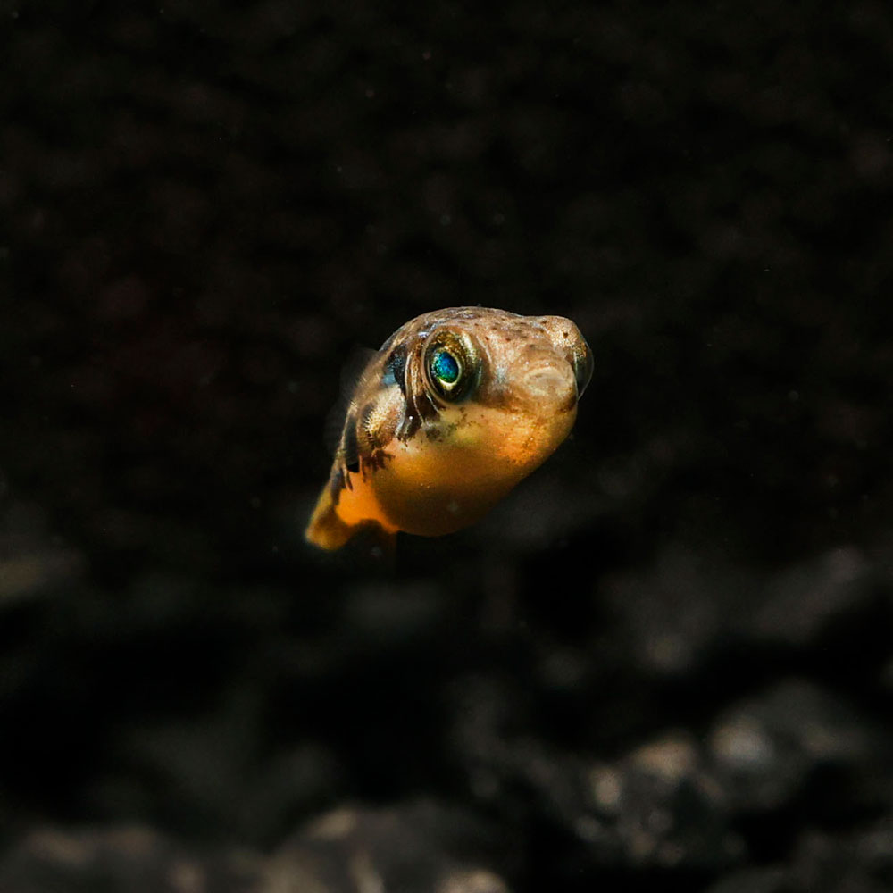baby box puffer fish Pea Puffer Fish