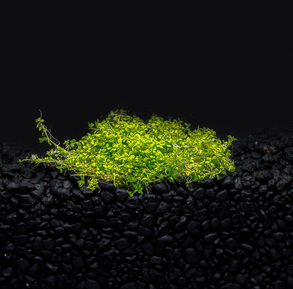 Dwarf Baby Tears (HC)