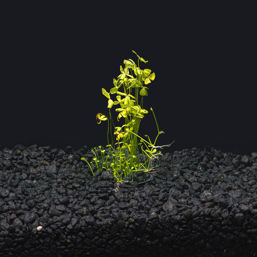 Dwarf Four Leaf Clover | Easy Carpeting Aquarium Plant