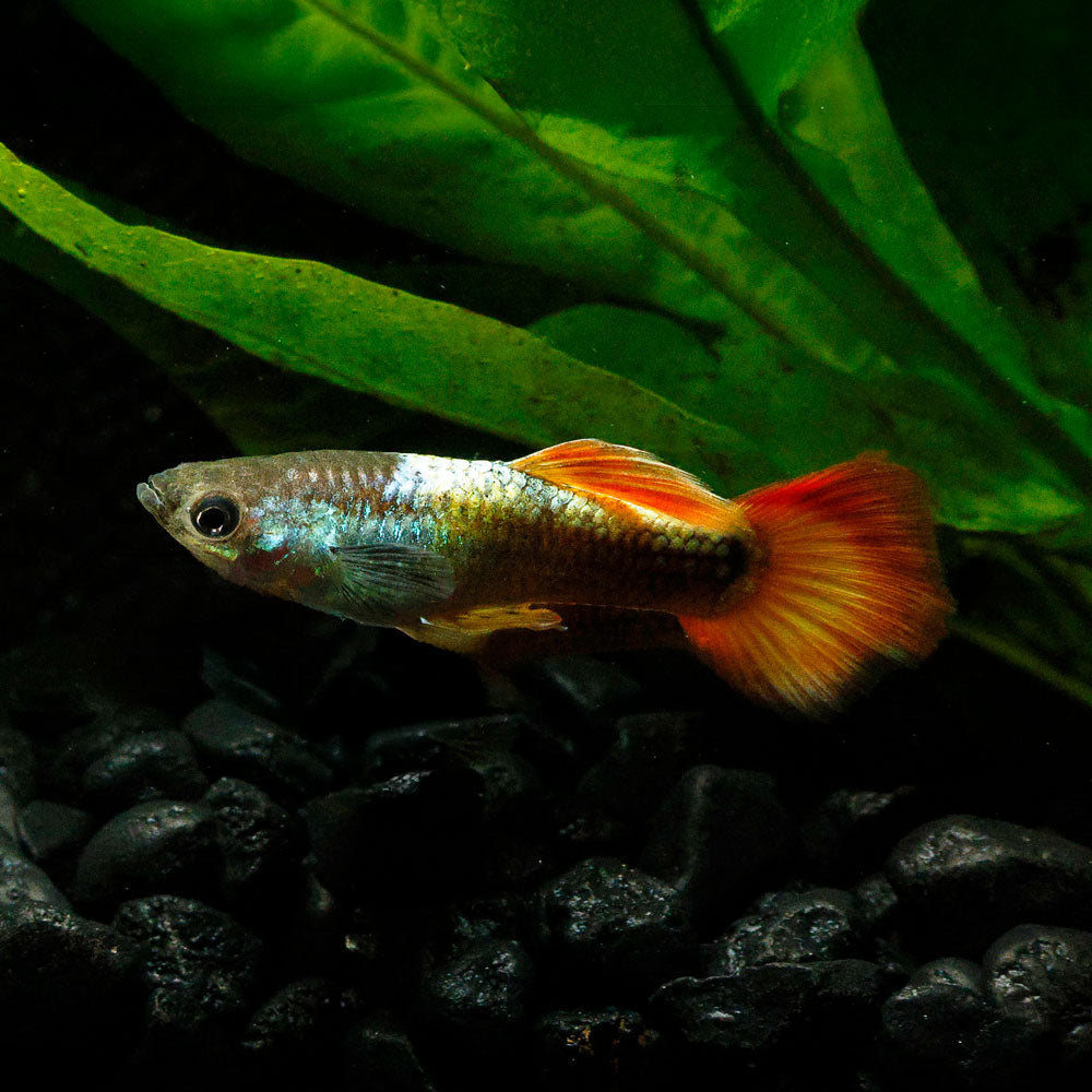 Flame Guppy | Poecilia Reticulatus