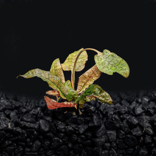 Cryptocoryne Flamingo