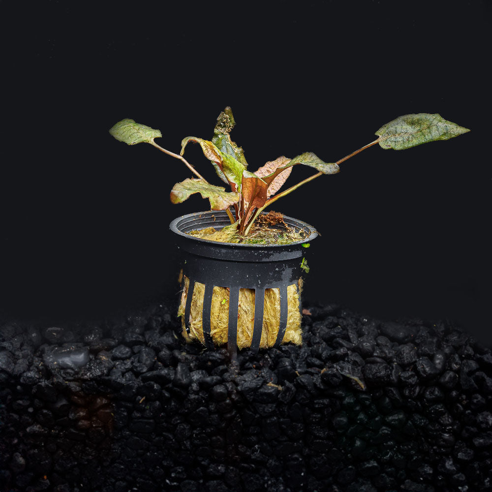 AZ‼️ cryptocoryne \"Diamond Line\"クリプトコリネ AZ‼️ cryptocoryne 