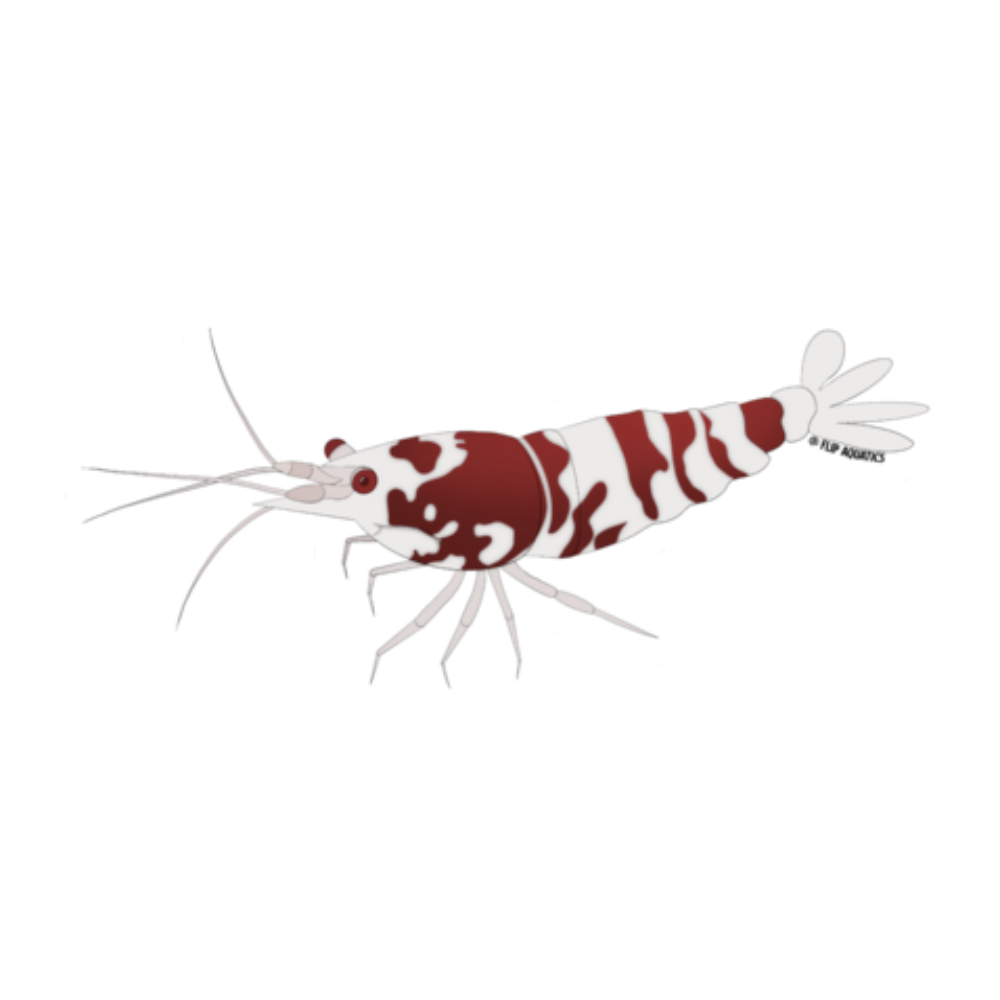 Red Fancy Tiger Shrimp Decal Sticker