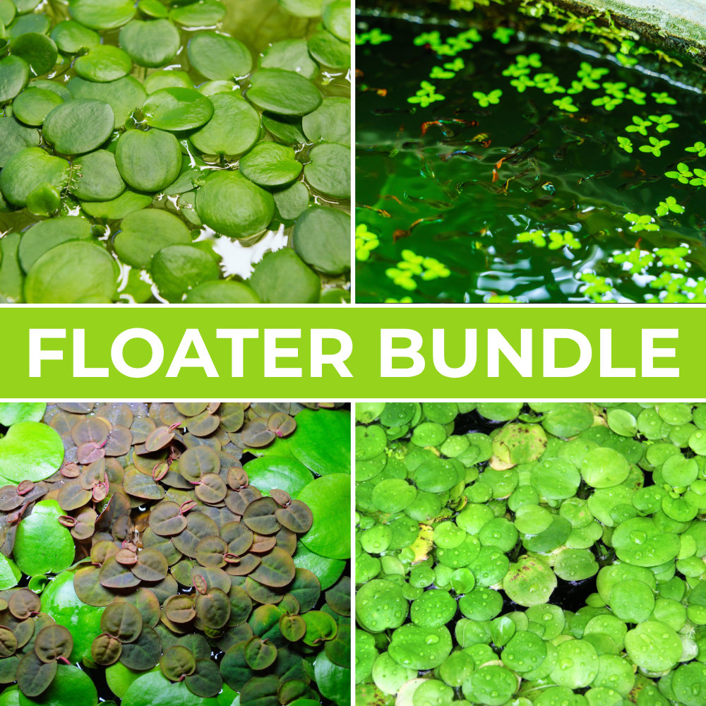 floating aquarium plant bundle