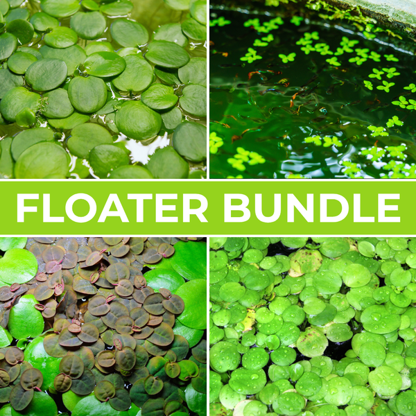Easy Floating Plant Bundle