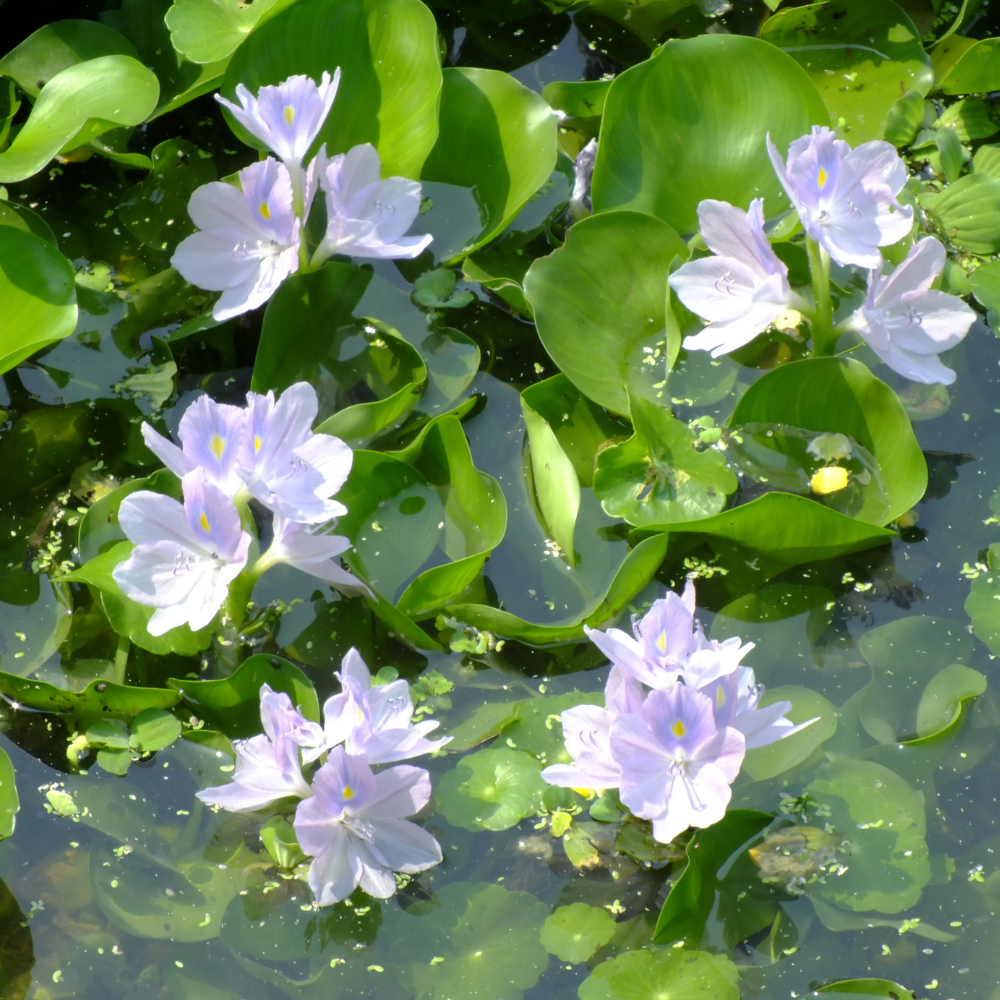 Flowering water hyacinth 