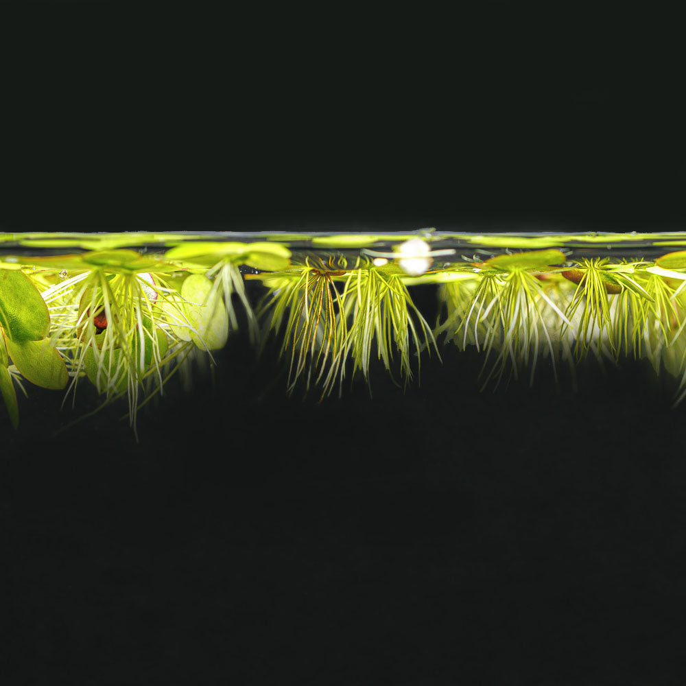 Giant Duckweed - Spirodela polyrhiza