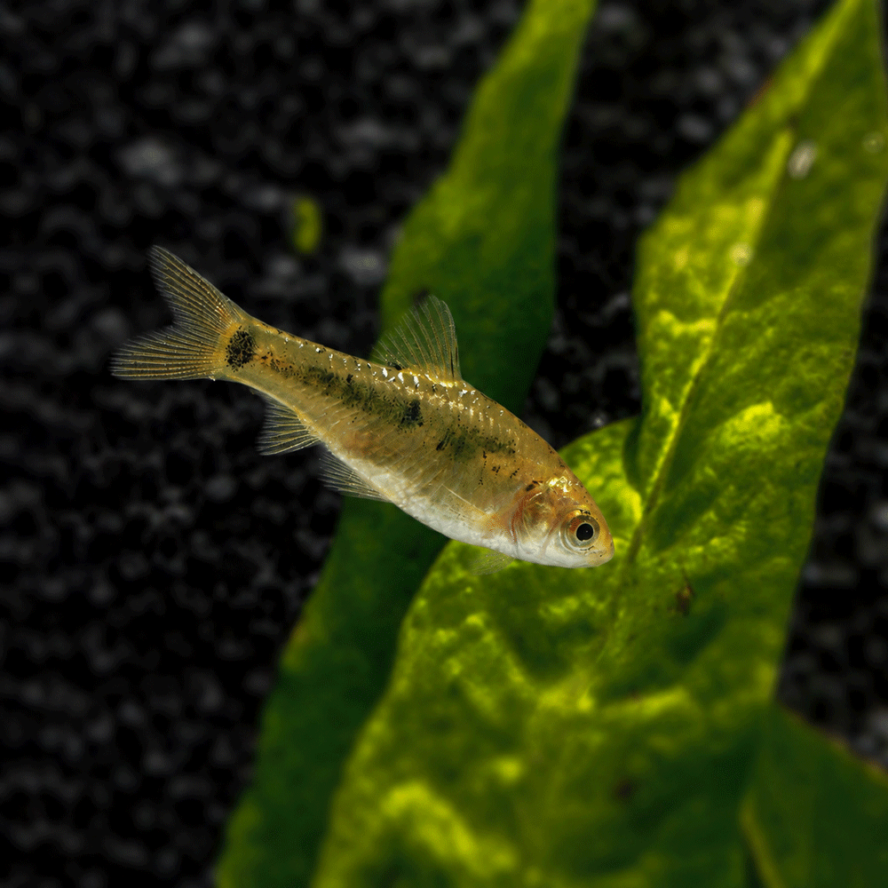 small golden neon barb swimming near green leaves on a black background