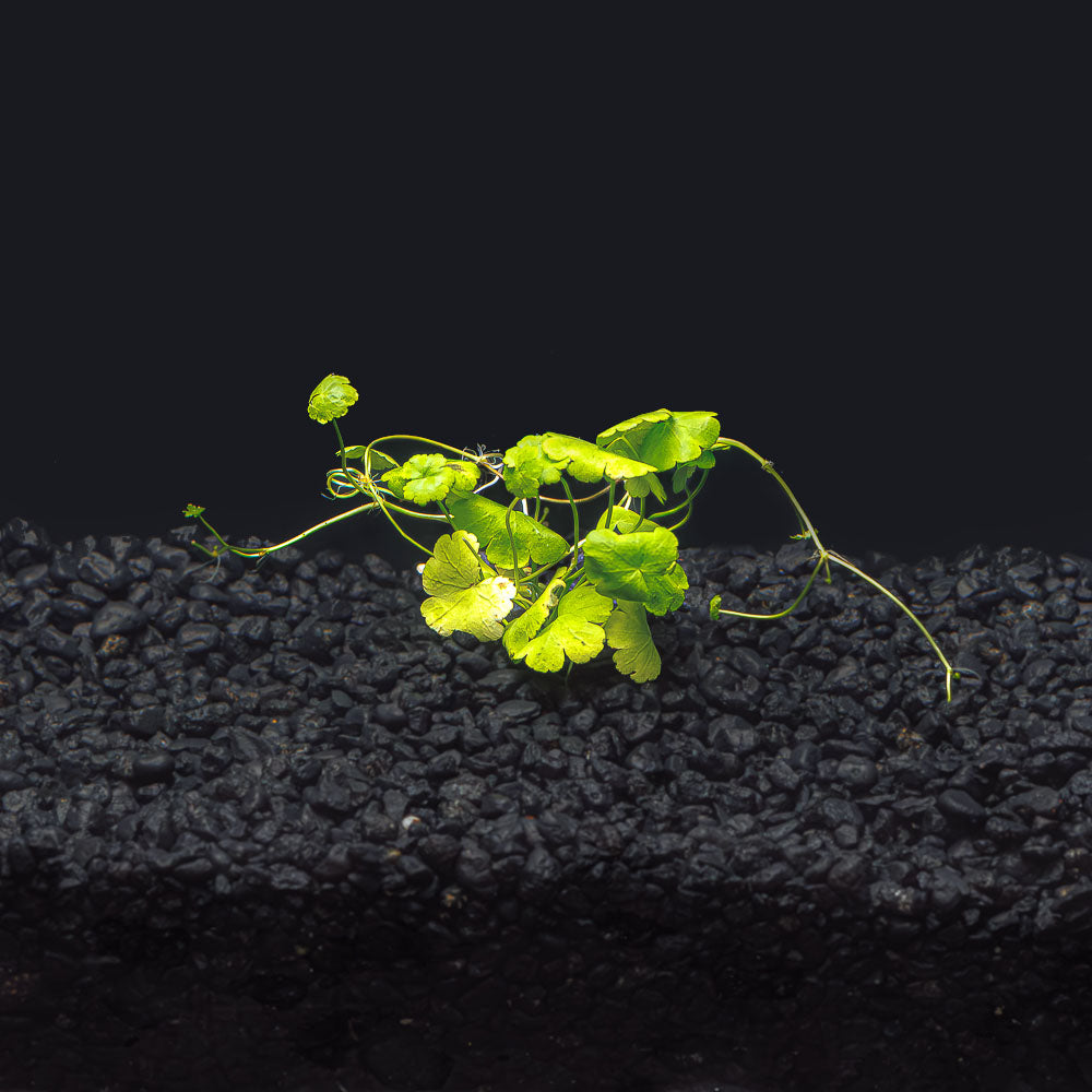 Hydrocotyle tripartita  &quot;Japan&quot;