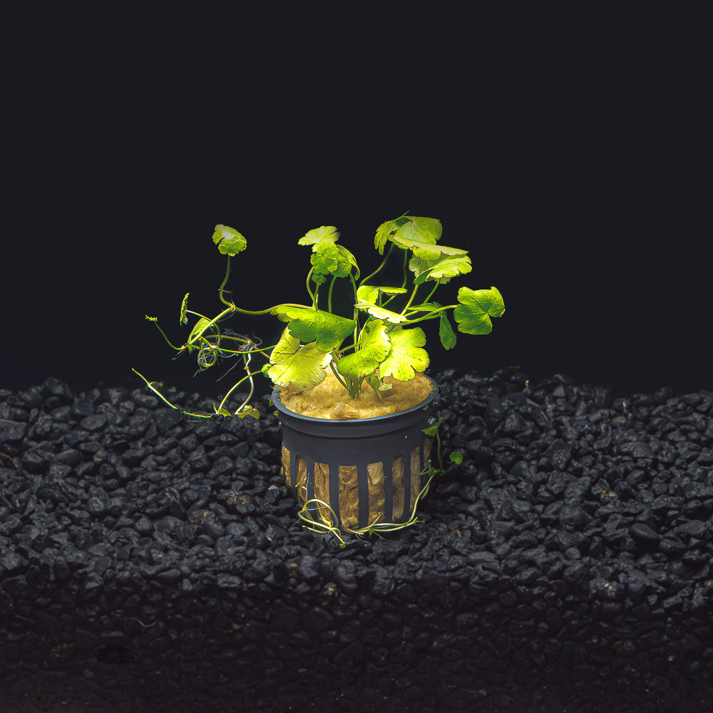 Hydrocotyle tripartita  &quot;Japan&quot;