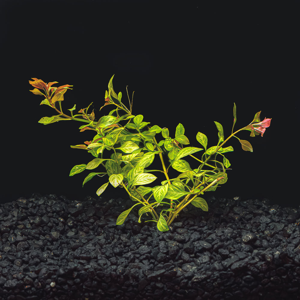 Ludwigia repens &#39;Red&#39;
