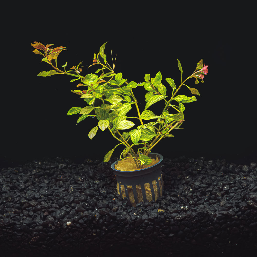 Ludwigia repens &#39;Red&#39;