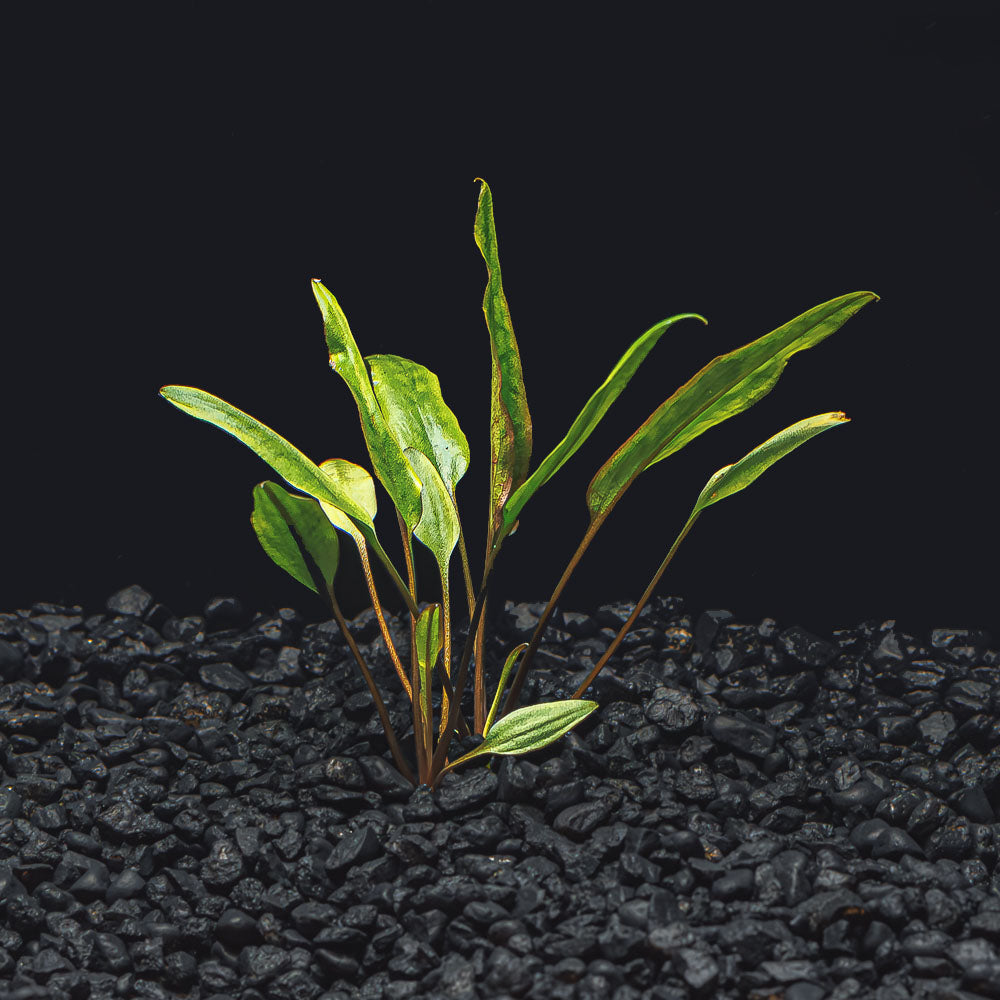 Cryptocoryne for Sale | Crypt Aquarium Plants
