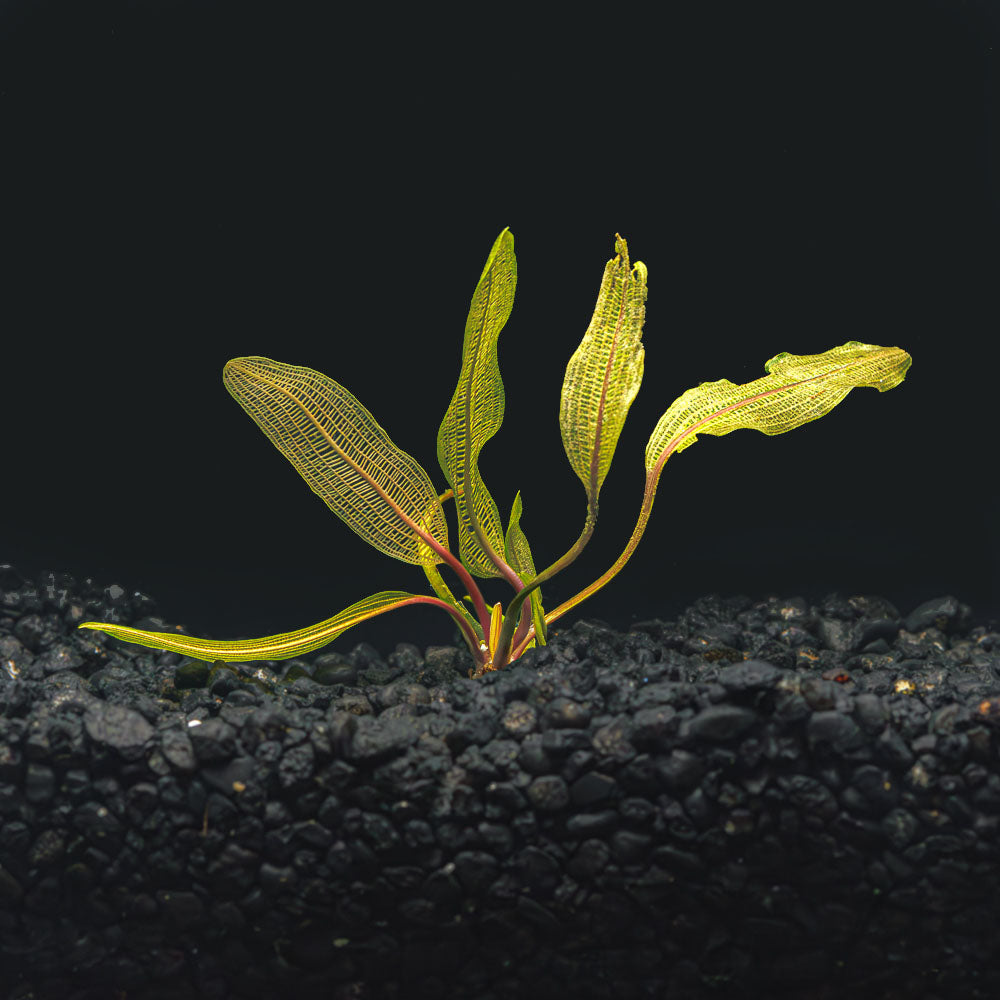 Madagascar Lace | Aponogeton Madagascariensis