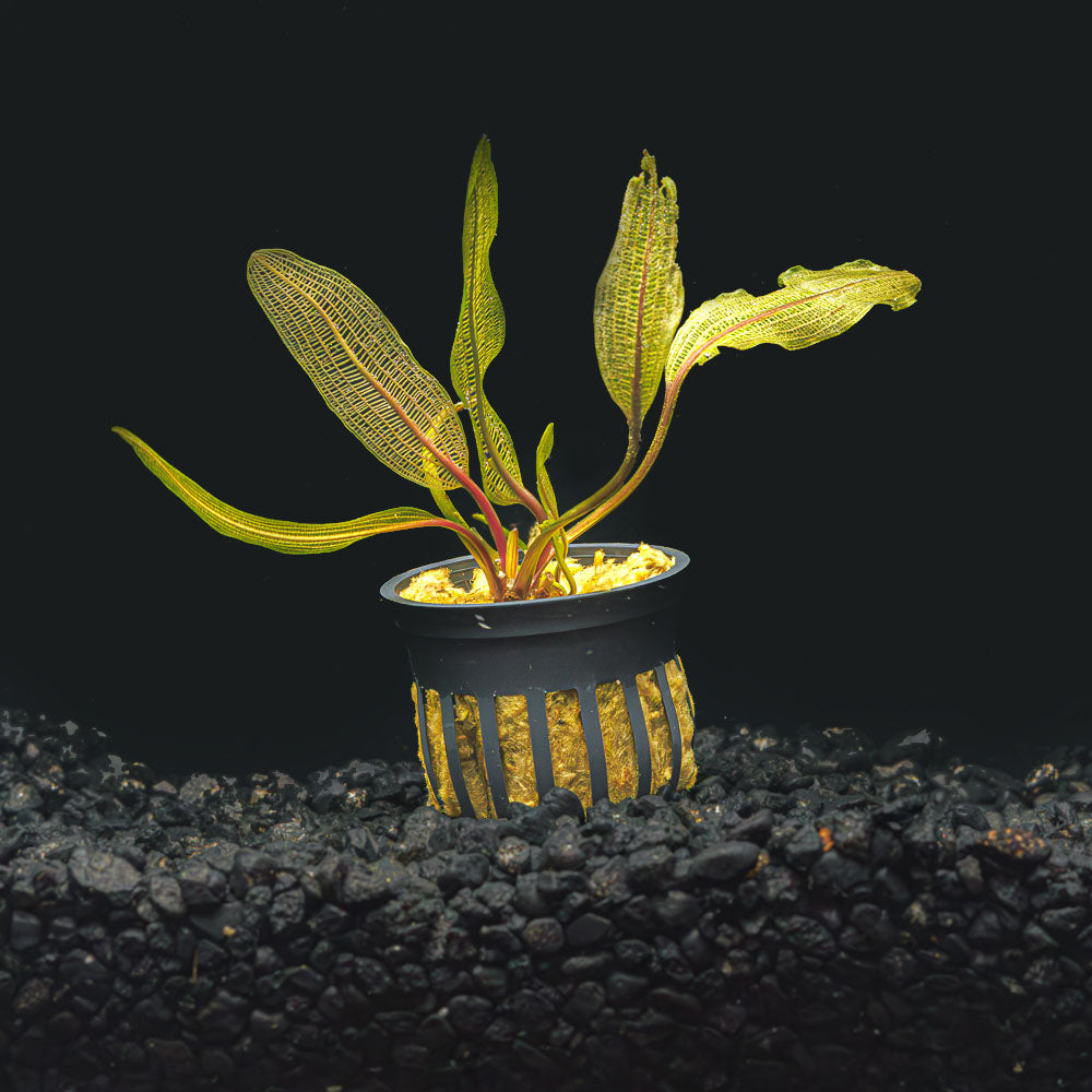 Madagascar Lace | Aponogeton Madagascariensis