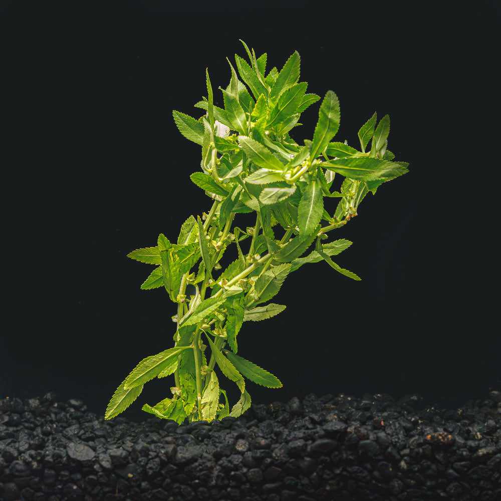 Mermaid Weed | Proserpinaca Palustris