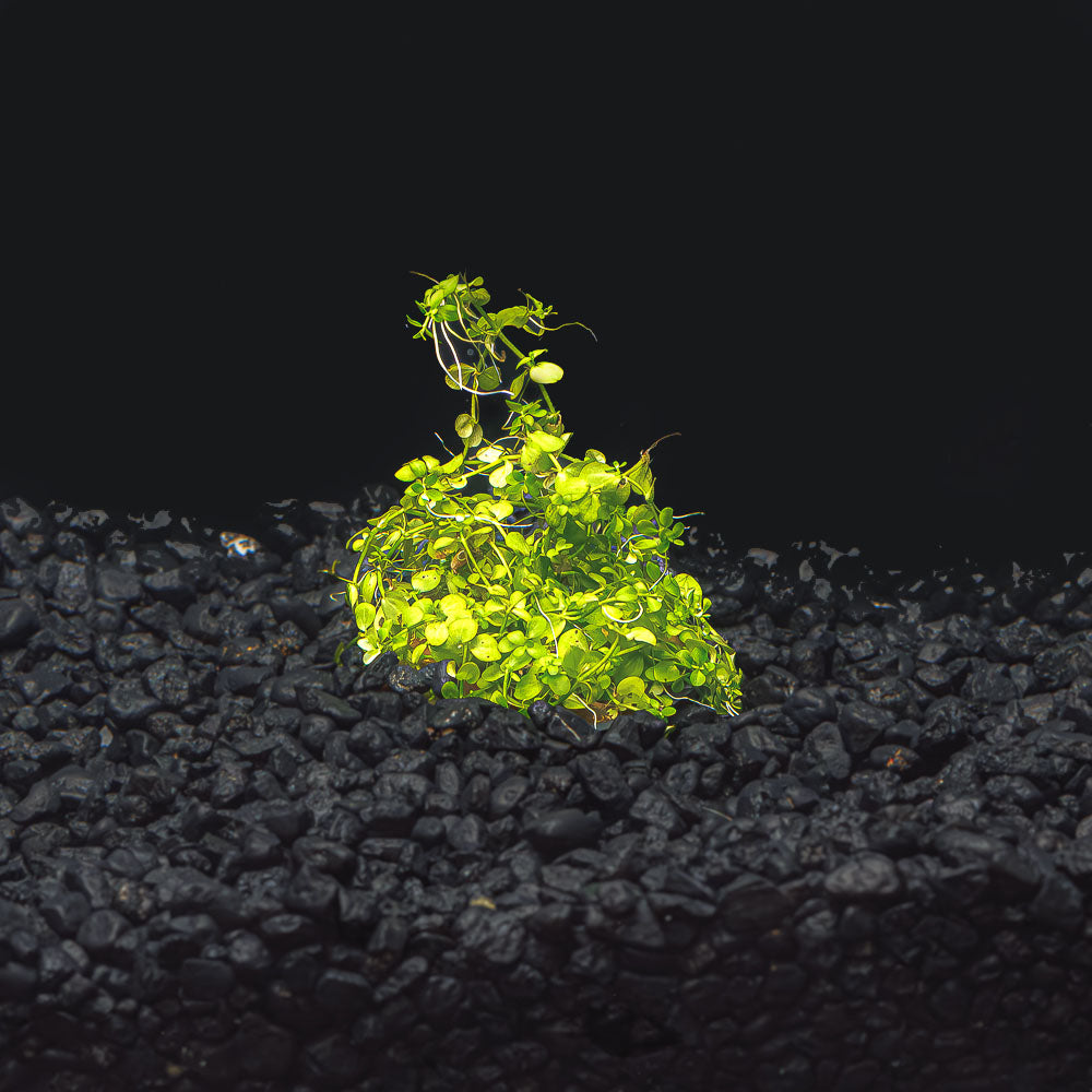 Monte Carlo | Micranthemum Tweediei